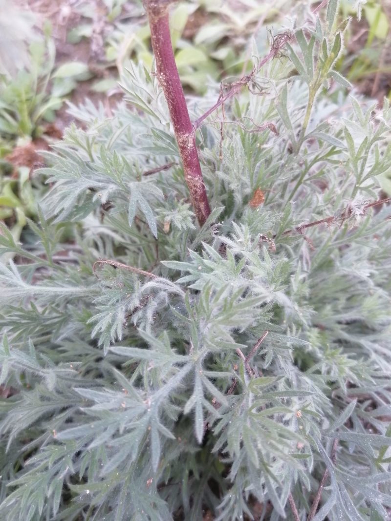 野生绵茵陈苗包活茵陈草种新鲜茵陈拍下现挖整颗白蒿中药材饽
