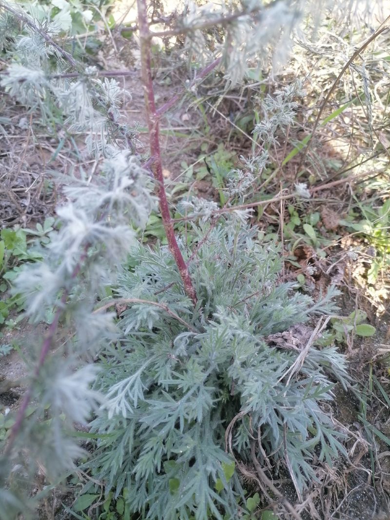 野生绵茵陈苗包活茵陈草种新鲜茵陈拍下现挖整颗白蒿中药材饽
