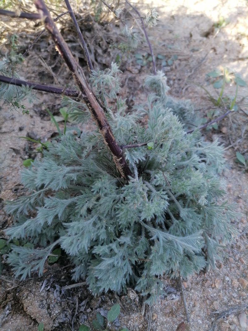野生绵茵陈苗包活茵陈草种新鲜茵陈拍下现挖整颗白蒿中药材饽