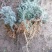 野生绵茵陈苗包活茵陈草种新鲜茵陈拍下现挖整颗白蒿中药材饽