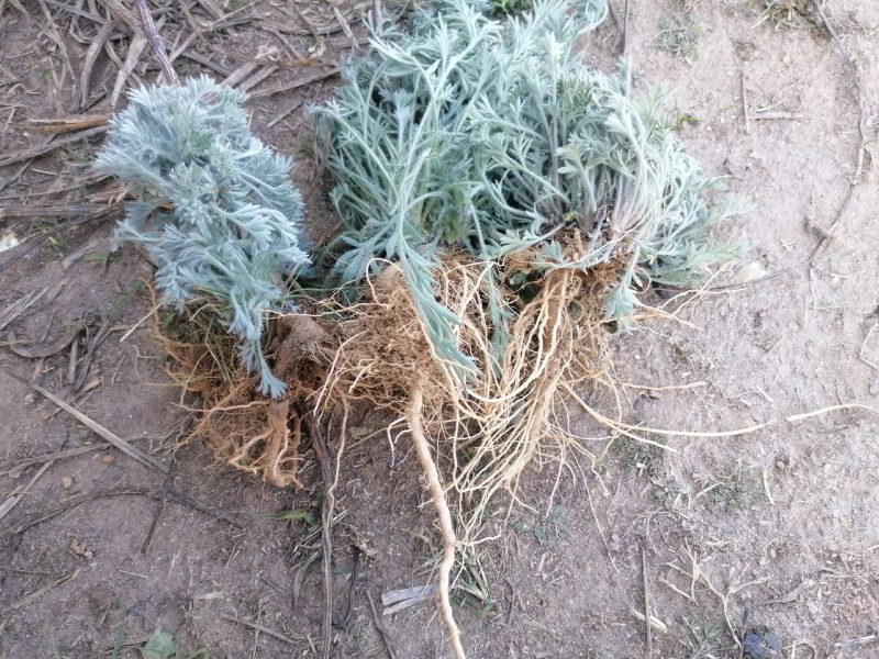 野生绵茵陈苗包活茵陈草种新鲜茵陈拍下现挖整颗白蒿中药材饽
