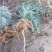 野生绵茵陈苗包活茵陈草种新鲜茵陈拍下现挖整颗白蒿中药材饽