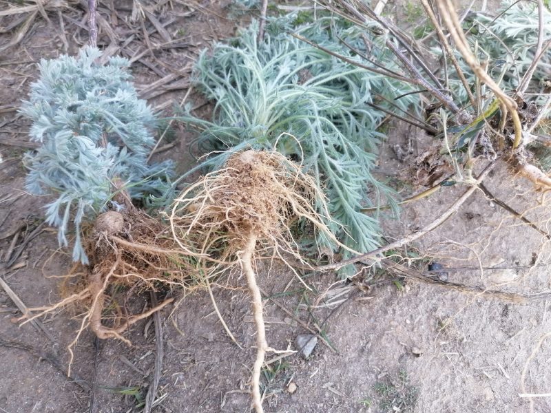 野生绵茵陈苗包活茵陈草种新鲜茵陈拍下现挖整颗白蒿中药材饽