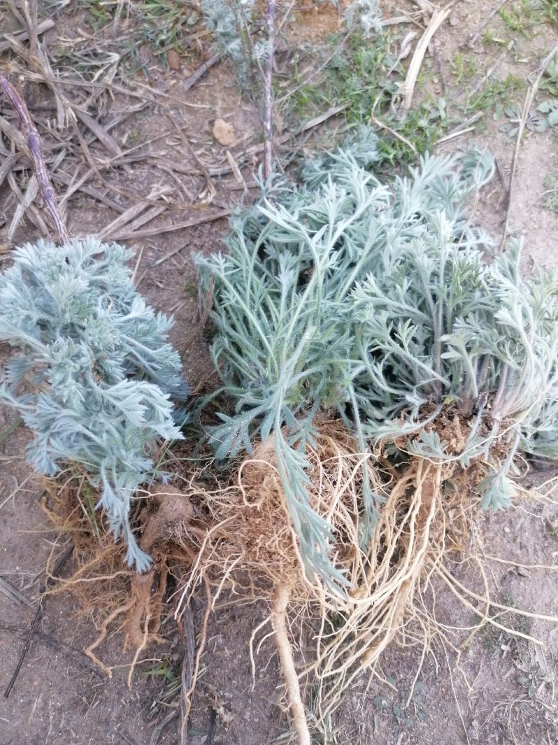 野生绵茵陈苗包活茵陈草种新鲜茵陈拍下现挖整颗白蒿中药材饽
