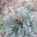 野生绵茵陈苗包活茵陈草种新鲜茵陈拍下现挖整颗白蒿中药材饽