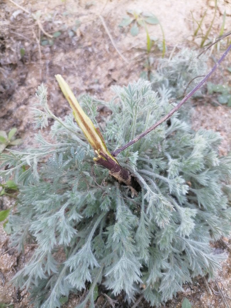 野生绵茵陈苗包活茵陈草种新鲜茵陈拍下现挖整颗白蒿中药材饽
