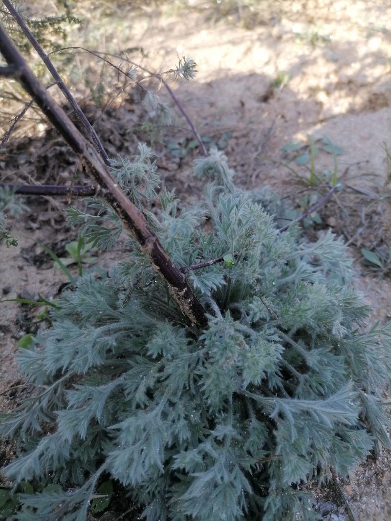 野生绵茵陈苗包活茵陈草种新鲜茵陈拍下现挖整颗白蒿中药材饽