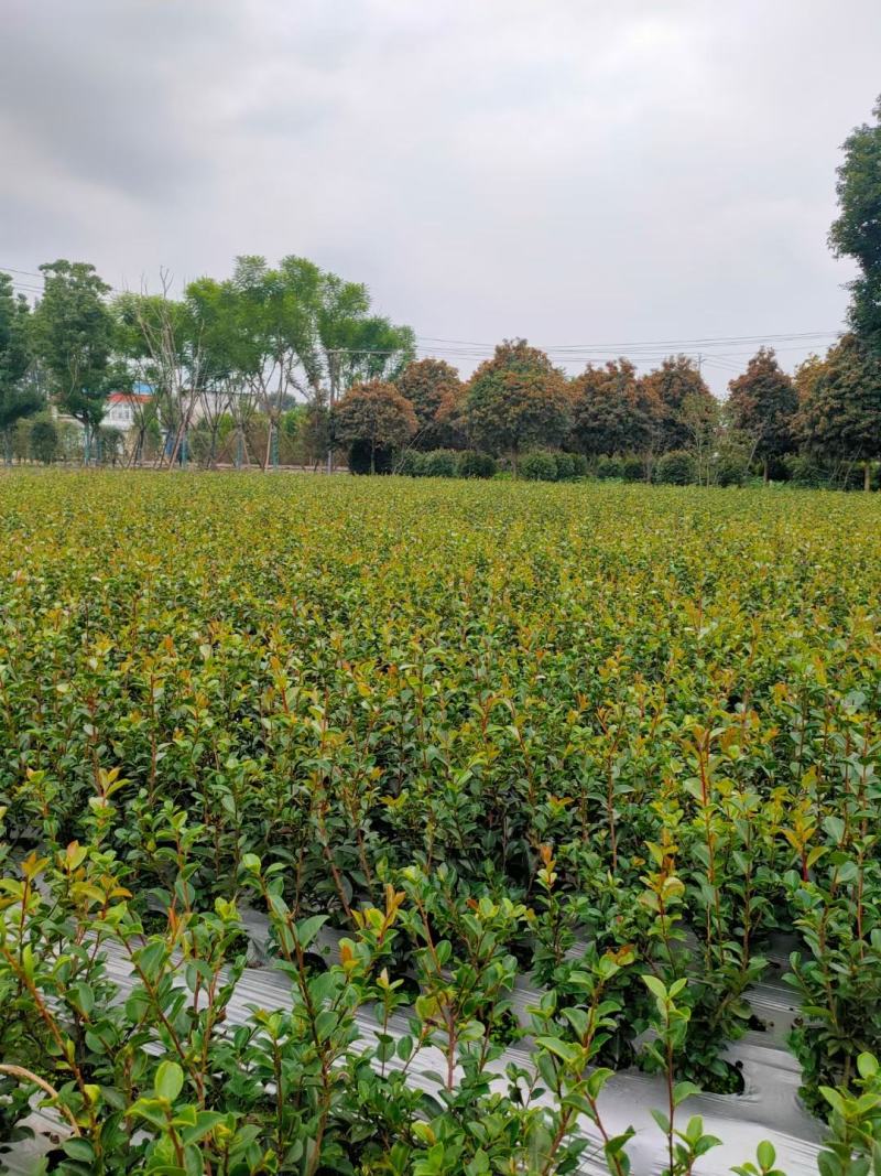 四川成都温江出售大量精品茶梅苗茶梅毛球茶梅茶梅茶梅茶梅茶