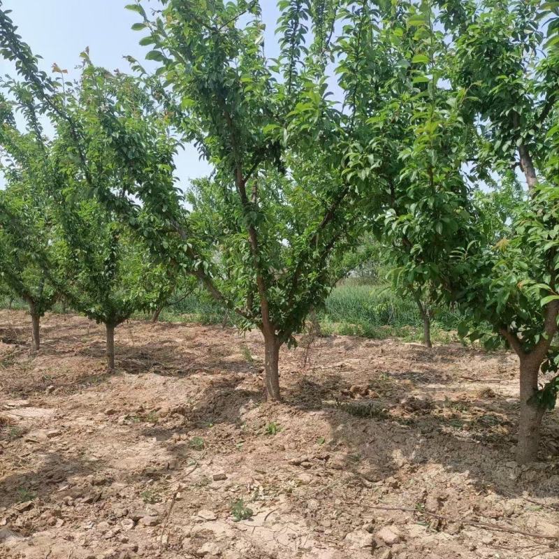 李子树苗，3公分李子树，5公分李子树，8公分李子树。