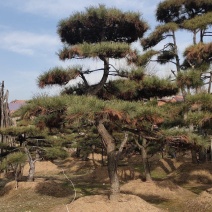 造型油松基地，实景拍摄招财松树，树干弯，奇异树形千亩