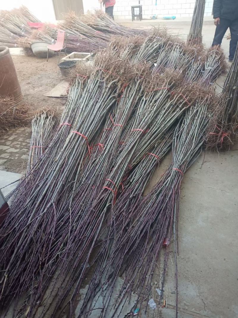 李子树苗，3公分李子树，5公分李子树，8公分李子树。