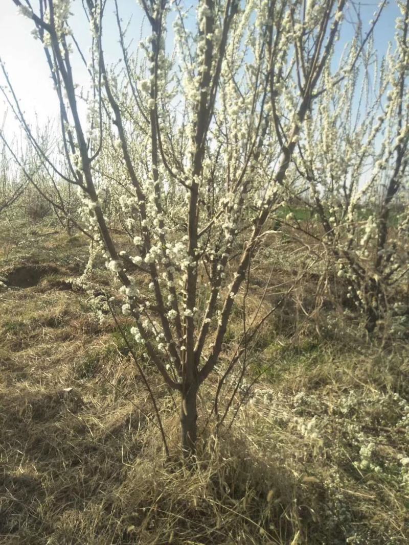 李子树苗，3公分李子树，5公分李子树，8公分李子树。