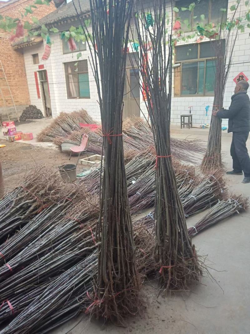 李子树苗，3公分李子树，5公分李子树，8公分李子树。