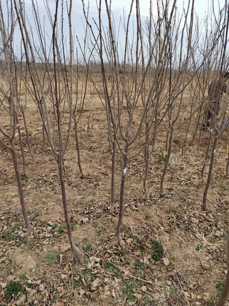 李子树苗，3公分李子树，5公分李子树，8公分李子树。