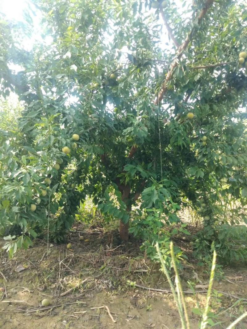 李子树苗，3公分李子树，5公分李子树，8公分李子树。