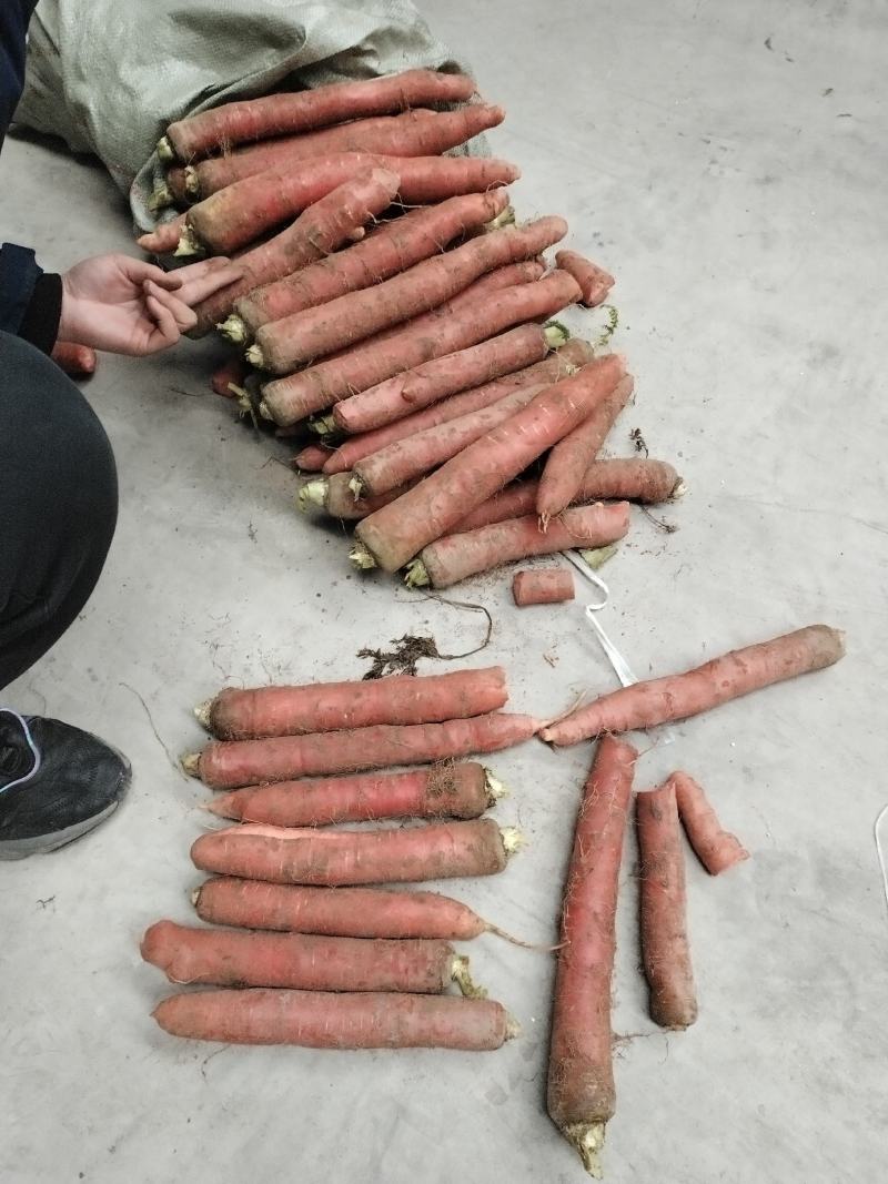 陕西红萝卜北京红大量上市，产地直发，货源充足，价格便宜