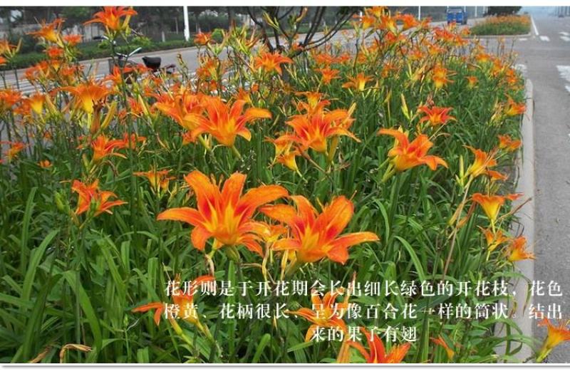 萱草种子大花萱草庭院花园观花绿植耐阴护皮植物大花萱草种子
