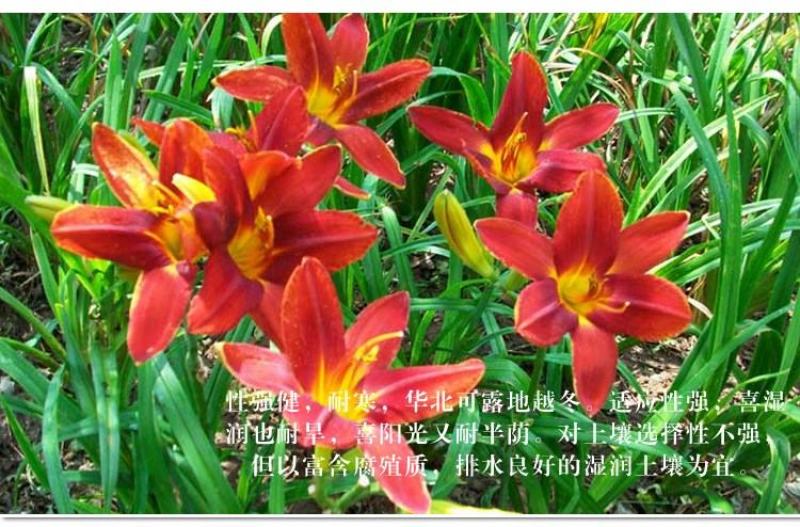 萱草种子大花萱草庭院花园观花绿植耐阴护皮植物大花萱草种子