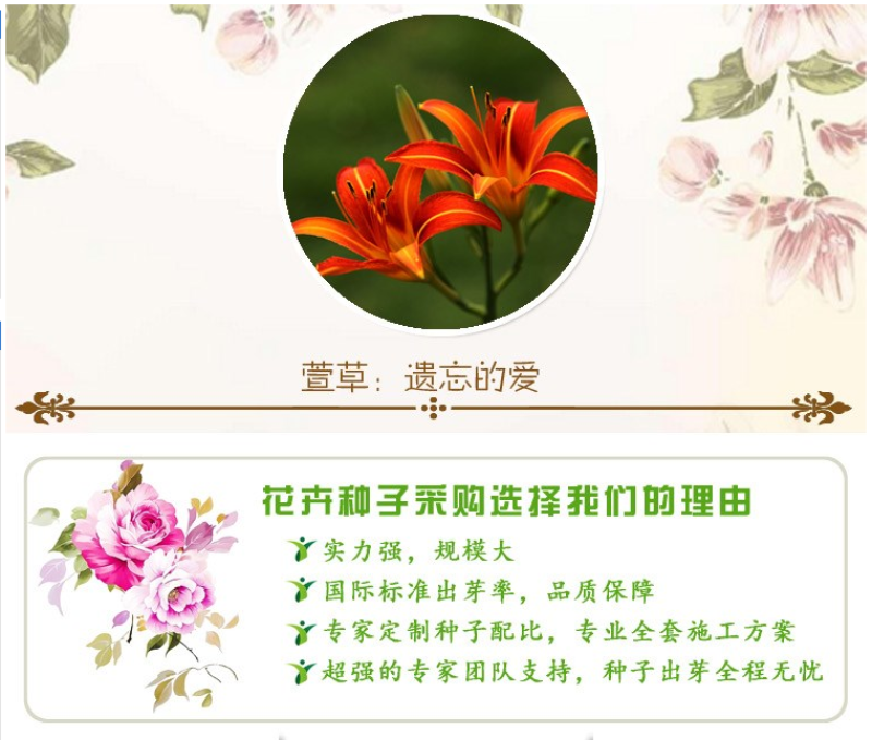 萱草种子大花萱草庭院花园观花绿植耐阴护皮植物大花萱草种子