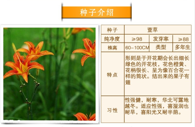 萱草种子大花萱草庭院花园观花绿植耐阴护皮植物大花萱草种子