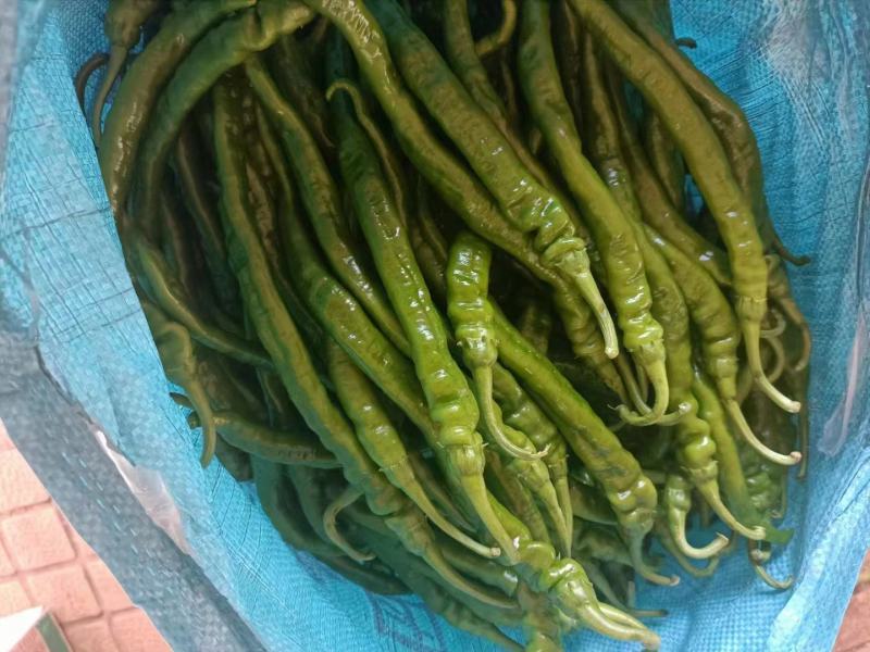 湛江徐闻精品辣椒稳定一手货源按需分拣。