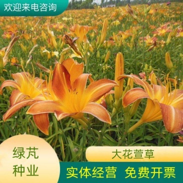 萱草种子大花萱草庭院花园观花绿植耐阴护皮植物大花萱草种子