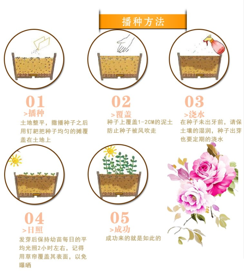 萱草种子大花萱草庭院花园观花绿植耐阴护皮植物大花萱草种子