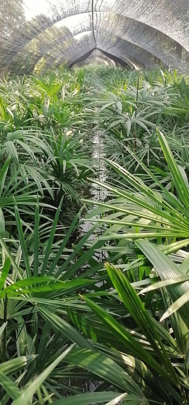 四川成都温江出售大量精品棕竹细叶棕竹棕竹棕竹棕竹棕竹棕竹