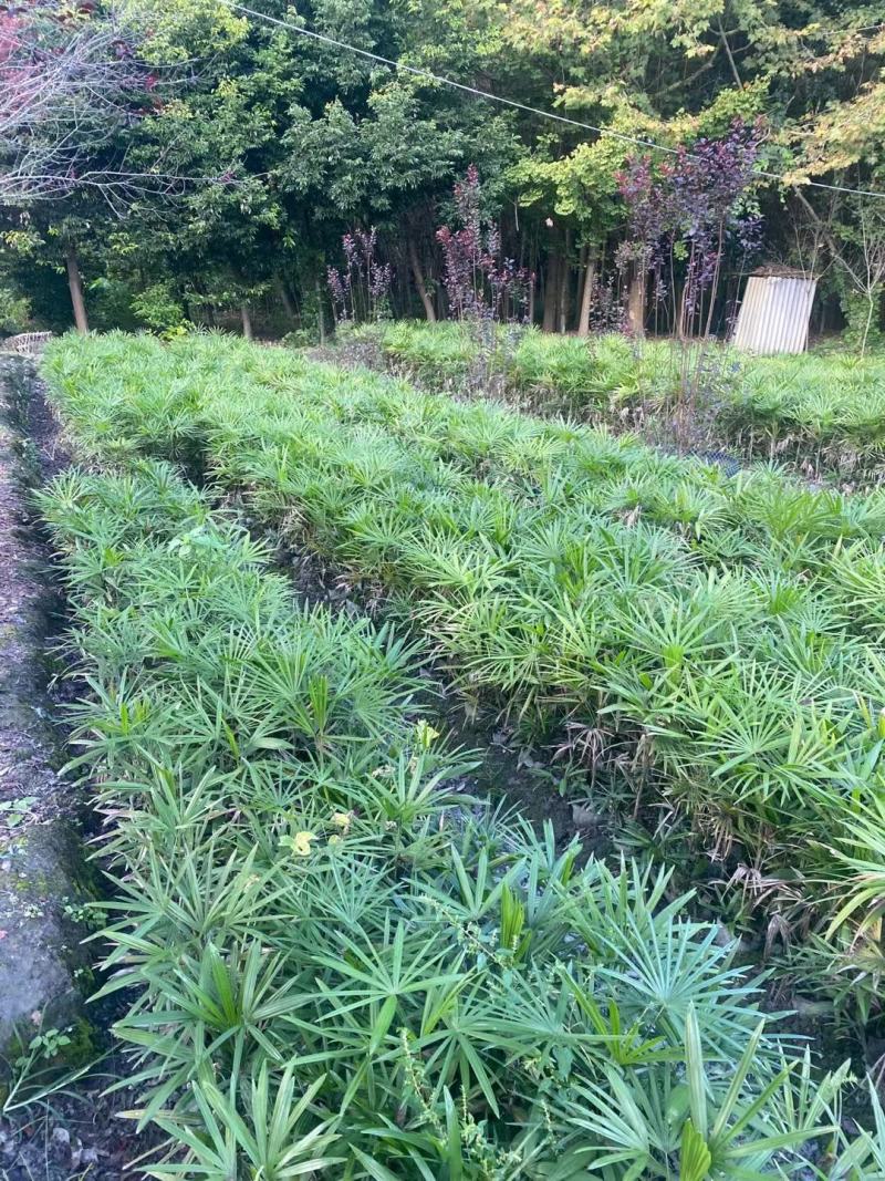 四川成都温江出售大量精品棕竹细叶棕竹棕竹棕竹棕竹棕竹棕竹