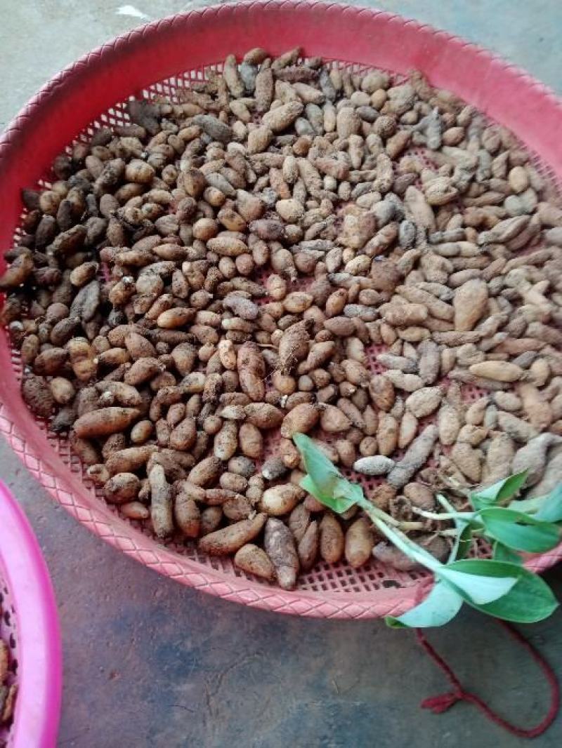 双肾草