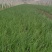 小香葱