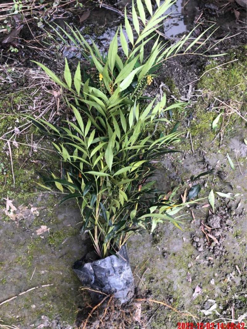 四川成都温江出售大量精品十大功劳细叶十大功劳狭叶十大功劳