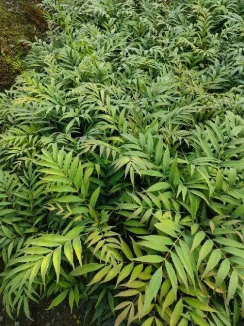 四川成都温江出售大量精品十大功劳细叶十大功劳狭叶十大功劳