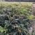 四川成都温江出售大量精品十大功劳细叶十大功劳狭叶十大功劳