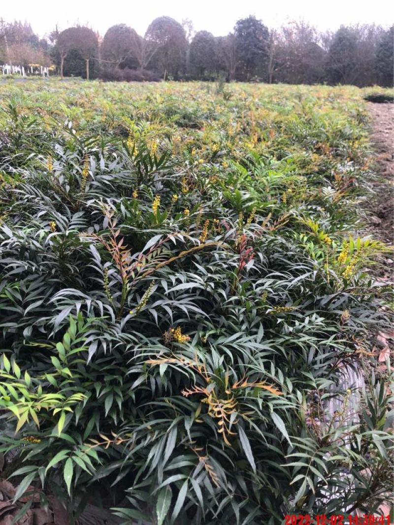 四川成都温江出售大量精品十大功劳细叶十大功劳狭叶十大功劳