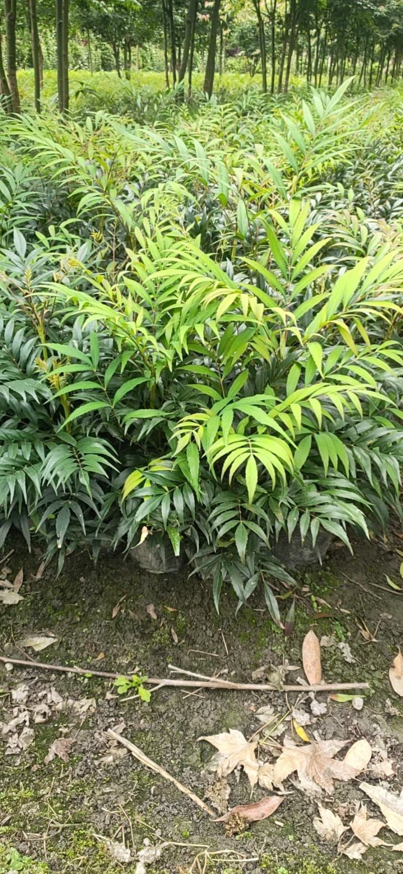 四川成都温江出售大量精品十大功劳细叶十大功劳狭叶十大功劳
