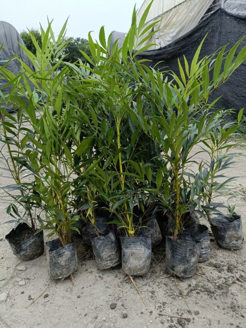 四川成都温江出售大量精品十大功劳细叶十大功劳狭叶十大功劳