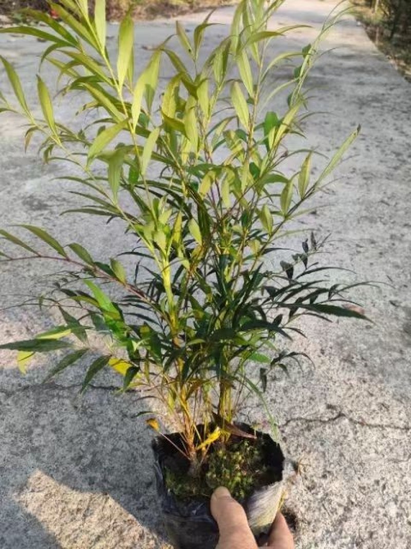四川成都温江出售大量精品十大功劳细叶十大功劳狭叶十大功劳