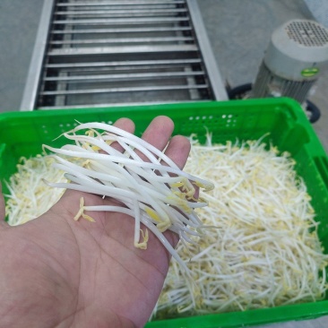 绿豆芽，黄豆芽