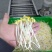 绿豆芽，黄豆芽