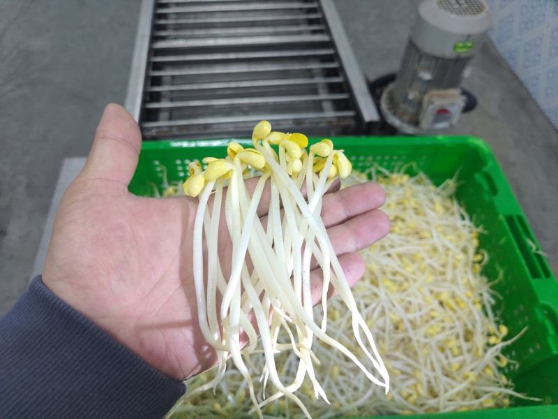 绿豆芽，黄豆芽
