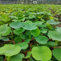 四川成都温江出售大量精品荷花荷花荷花荷花荷花荷花荷花荷花