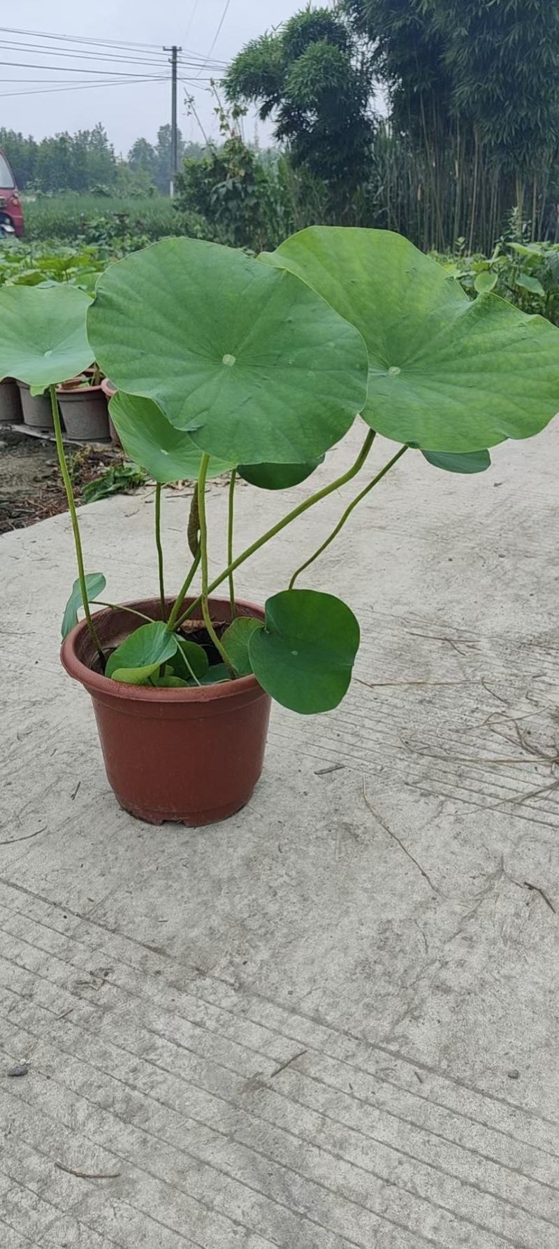 四川成都温江出售大量精品荷花荷花荷花荷花荷花荷花荷花荷花