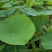 四川成都温江出售大量精品荷花荷花荷花荷花荷花荷花荷花荷花