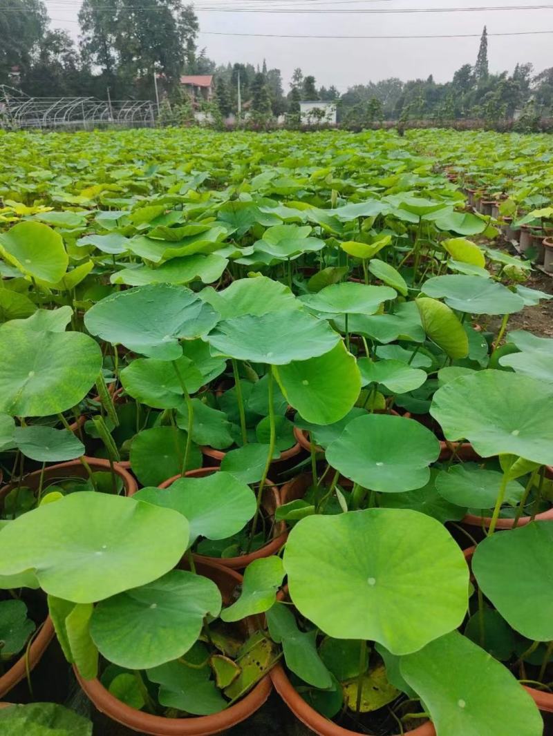 四川成都温江出售大量精品荷花荷花荷花荷花荷花荷花荷花荷花