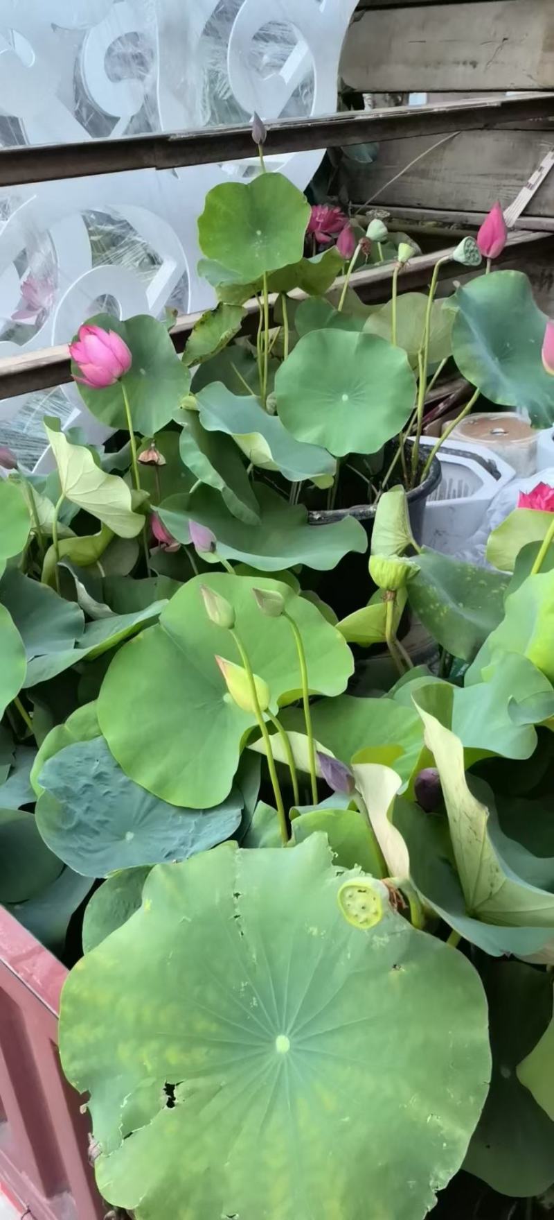 四川成都温江出售大量精品荷花荷花荷花荷花荷花荷花荷花荷花