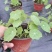 四川成都温江出售大量精品荷花荷花荷花荷花荷花荷花荷花荷花