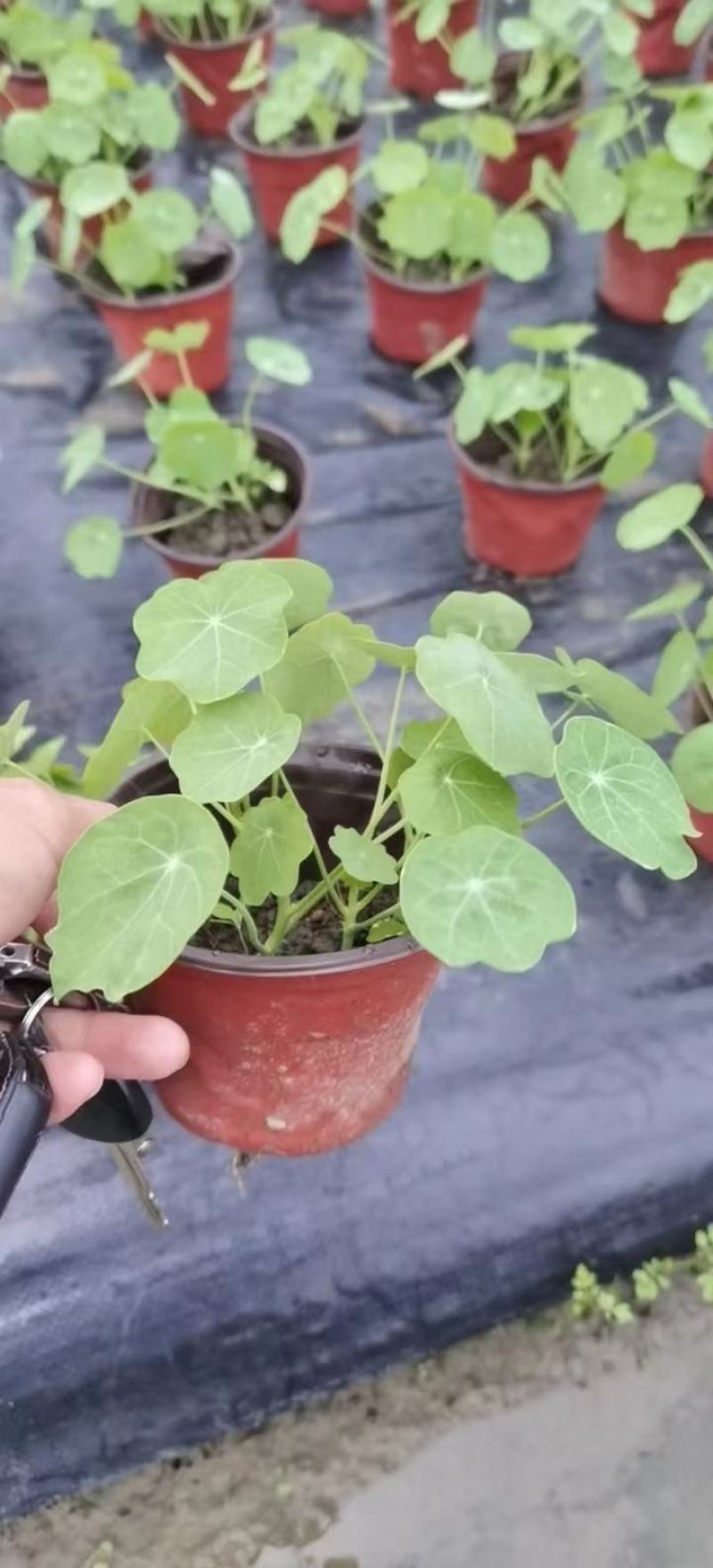 四川成都温江出售大量精品荷花荷花荷花荷花荷花荷花荷花荷花