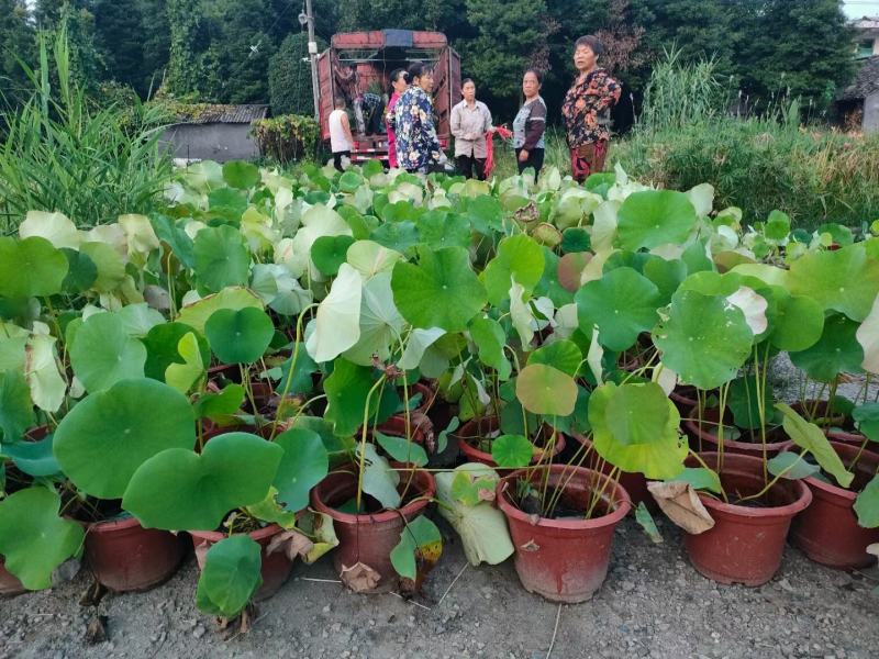 四川成都温江出售大量精品荷花荷花荷花荷花荷花荷花荷花荷花
