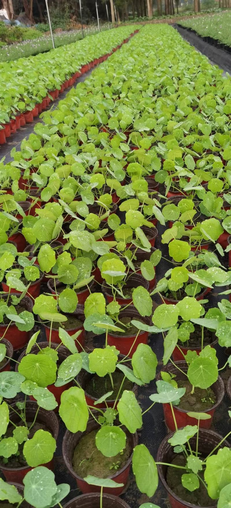 四川成都温江出售大量精品荷花荷花荷花荷花荷花荷花荷花荷花